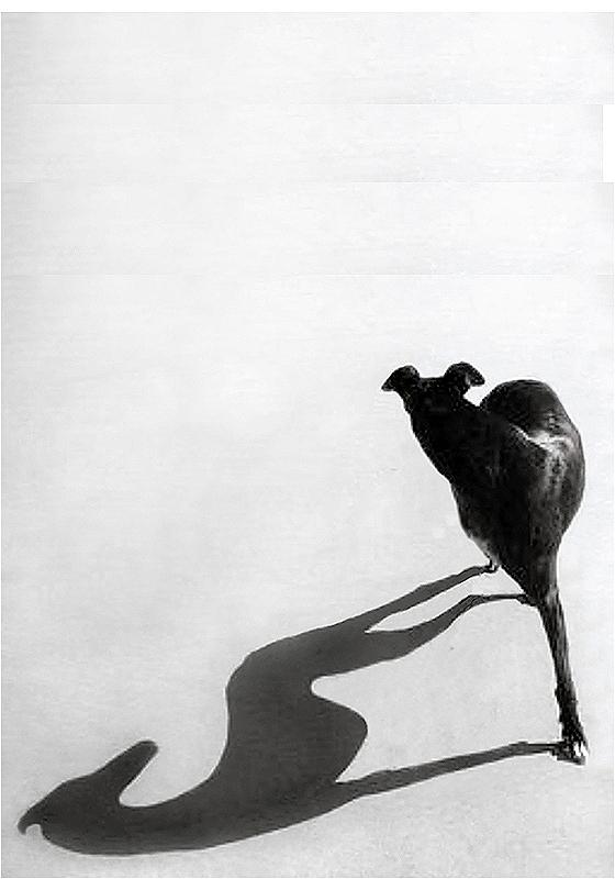 A black and white drawing of a black three-legged dog staring back and its shadow over a white background.