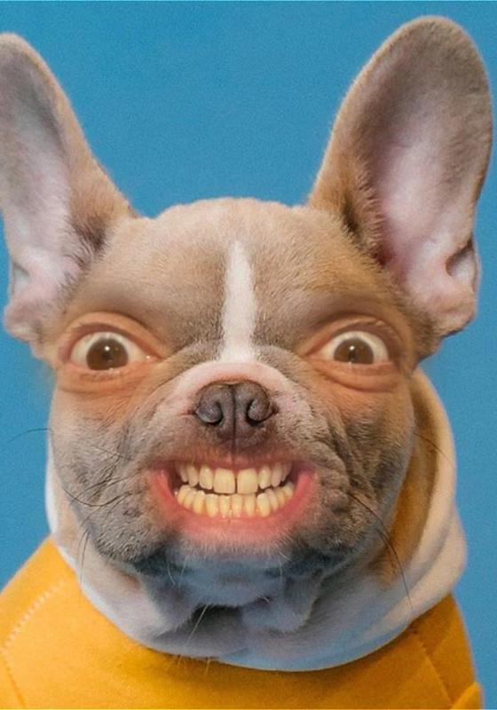 A dog against a blue background with human eyes and teeth 