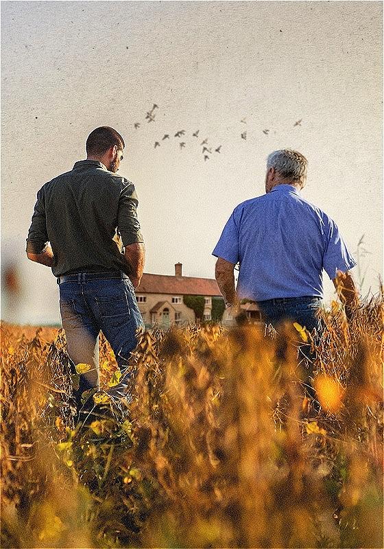 Two men stroll through a field of barley towards a house. Birds are flying in the sky above them.