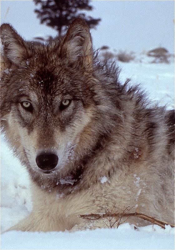 A wolf lying down in the snow, looking straight at the camera