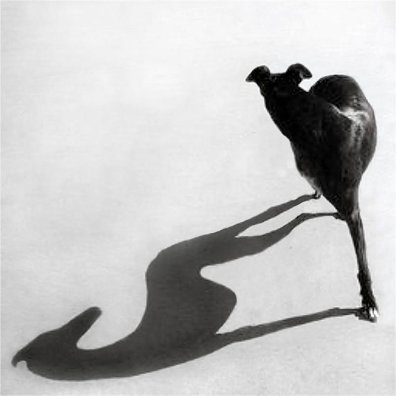 A black and white drawing of a black three-legged dog staring back and its shadow over a white background.