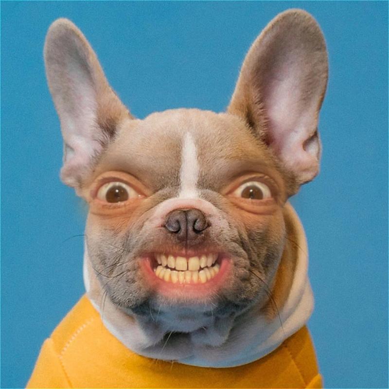 A dog against a blue background with human eyes and teeth 