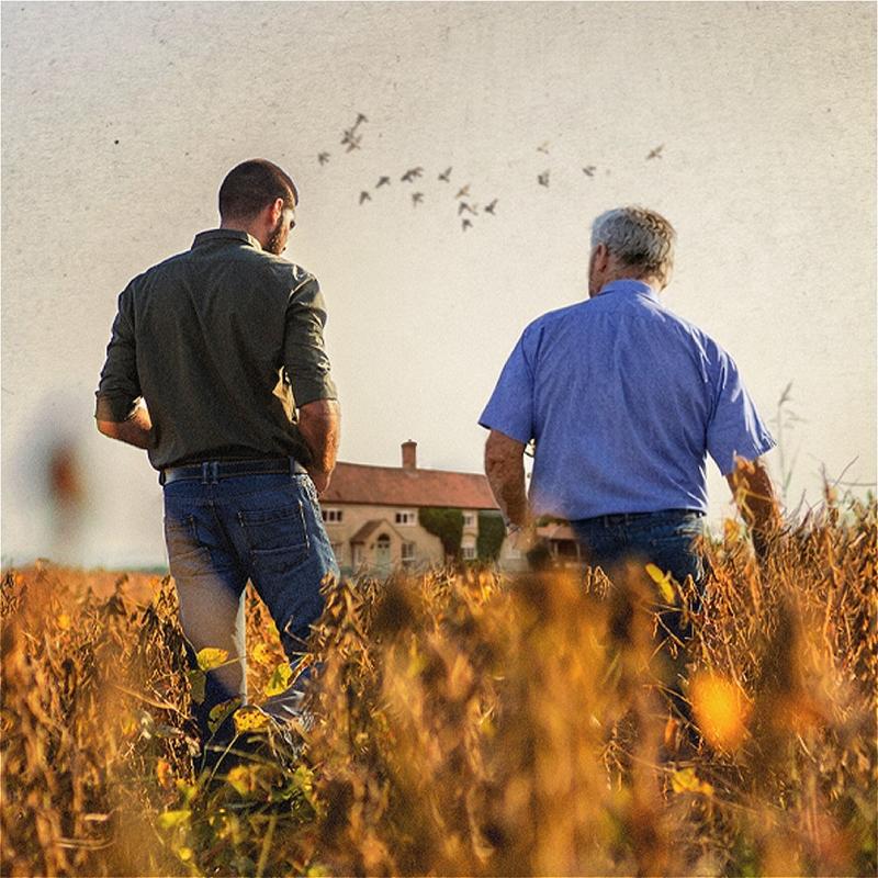 Two men stroll through a field of barley towards a house. Birds are flying in the sky above them.