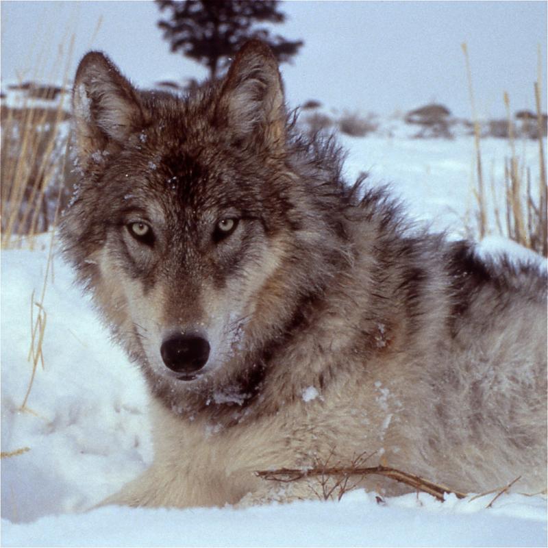 A wolf lying down in the snow, looking straight at the camera